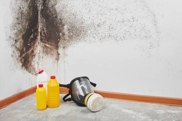 Mold Odor Removal Services in Sun Valley, PA