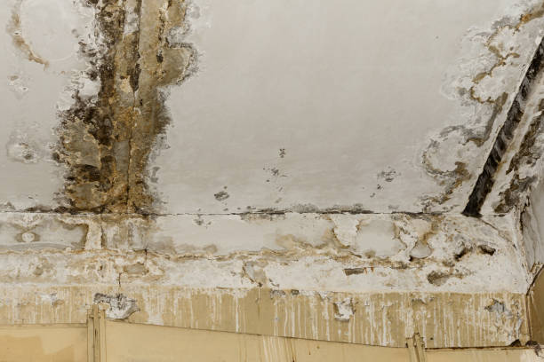 Best Mold Odor Removal Services  in Sun Valley, PA