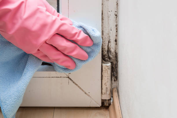 Best Attic Mold Removal  in Sun Valley, PA